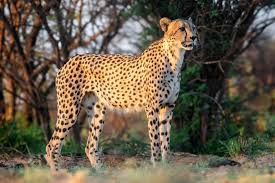 Mac OS X v10.0 - Cheetah