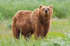 Mac OS X Public Beta - Kodiak