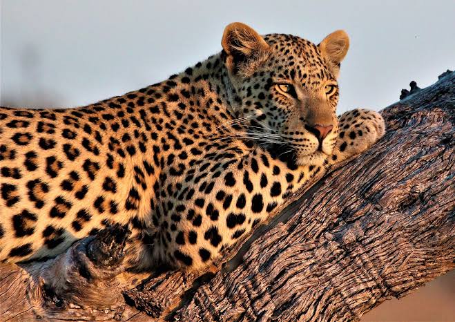 Mac OS X v10.5 - Leopard