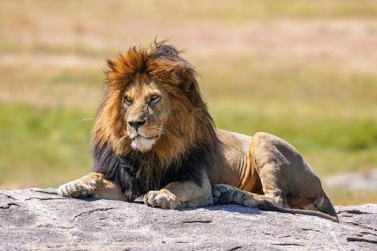 Mac OS X v10.7 - Lion
