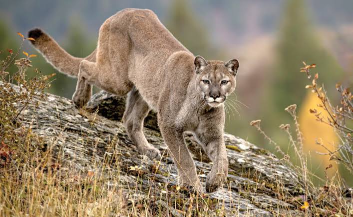 OS X v10.8 - Mountain Lion