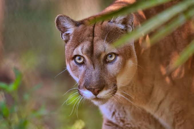 Mac OS X v10.3 - Panther