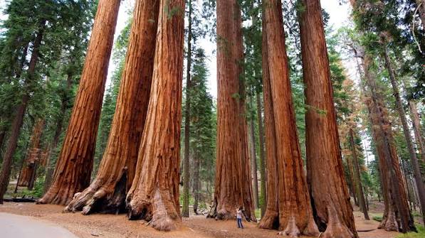 macOS 15 - Sequoia