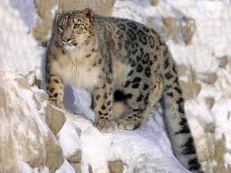 Mac OS X v10.6 - Snow Leopard
